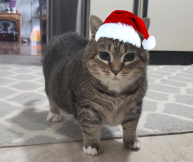 UIA Cat with christmas hat