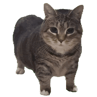 Gif of UIA cat